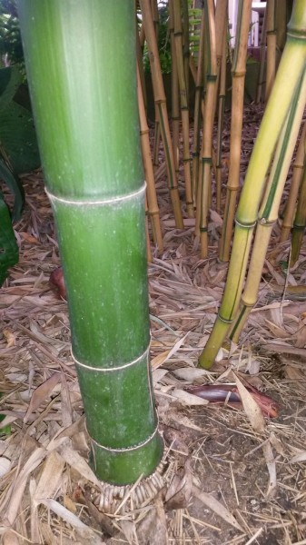 Phyllostachys