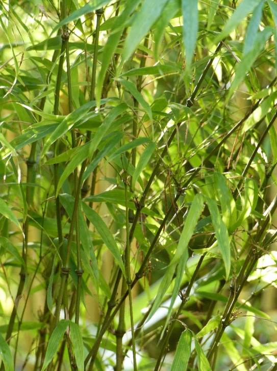 Chimonobambusa tumidissinoda 'Kern' C10, 1,2 m hoch Chimonobambusa tumidissinoda 'Kern' C10, 1,2 m hoch