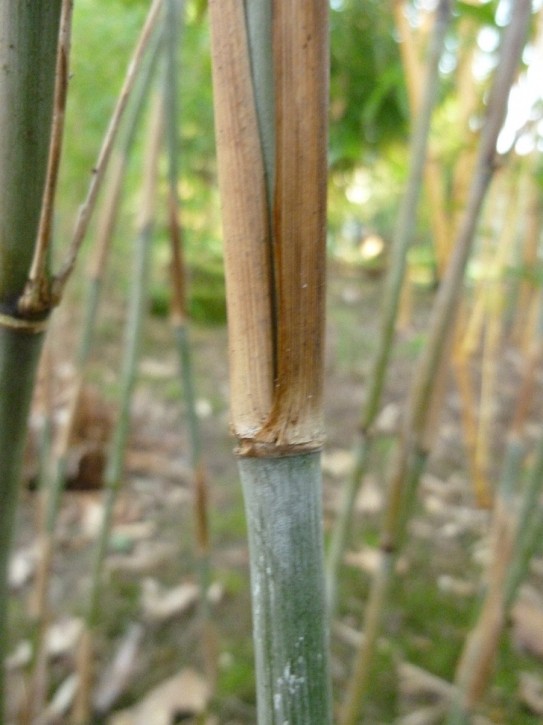 Fargesia demissa_C C5 Fargesia demissa_C C5