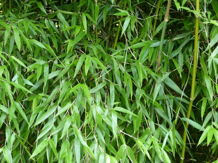 Fargesia denudata 'Xian1' C5, 1,5 m hoch
