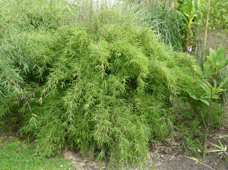 Fargesia nitida 'Gansu 95 A' C5, 1,2 m hoch Fargesia nitida 'Gansu 95 A' C5, 1,2 m hoch