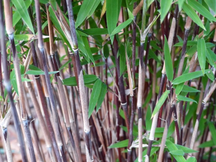 Fargesia nitida 'Shadowlight' C5, 0,8 m hoch Fargesia nitida 'Shadowlight' C5, 0,8 m hoch