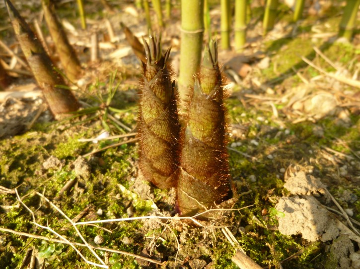 Fargesia robusta 'Pingwu' C10, 1,2 m hoch Fargesia robusta 'Pingwu' C10, 1,2 m hoch