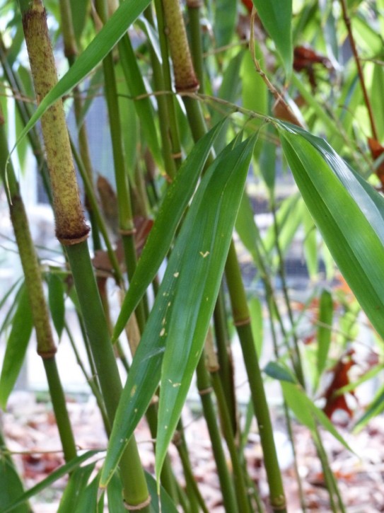 Fargesia robusta 'Red Sheath' C12-C15, 1,5 m hoch Fargesia robusta 'Red Sheath' C12-C15, 1,5 m hoch