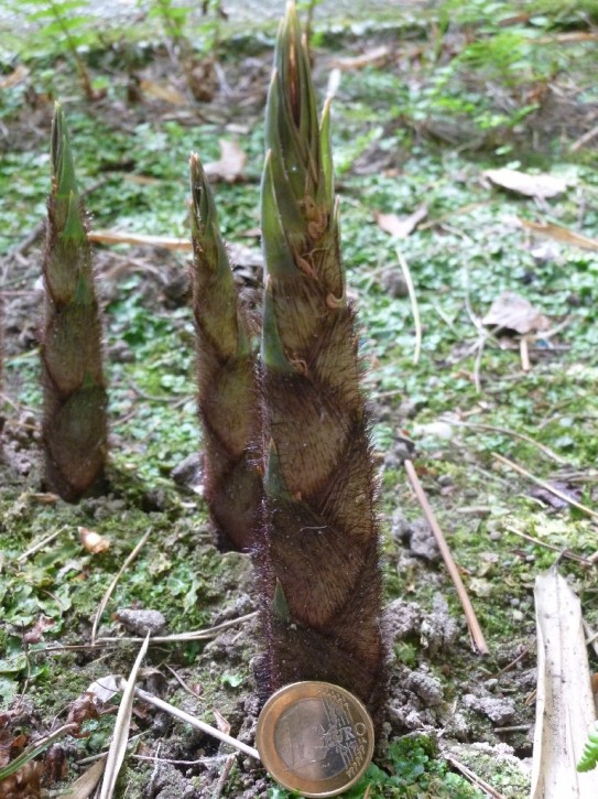 Fargesia robusta 'Wolong' C12-C15, 1,8 m hoch Fargesia robusta 'Wolong' C12-C15, 1,8 m hoch