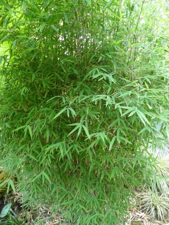 Fargesia sp 'Taibashan 1' C10, 1,35 m hoch