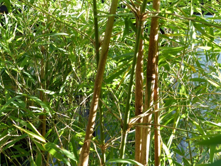 Fargesia yulongshanensis C5