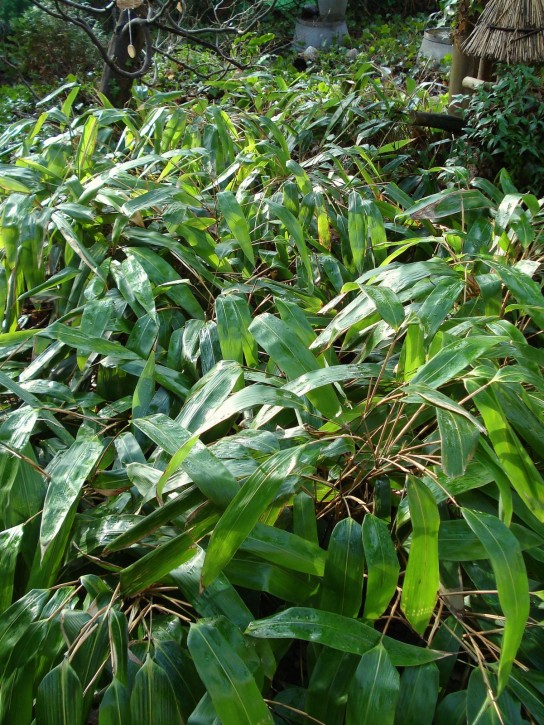 Indocalamus tesselatus C2,5, 0,3 m hoch