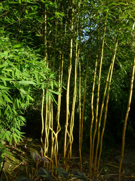 Phyllostachys aureosulcata 'Spectabilis' C5, 1,5-2 m hoch