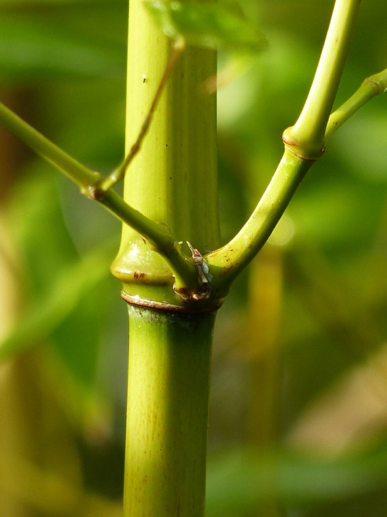 Phyllostachys bissetii C5, 1,5-2 m hoch