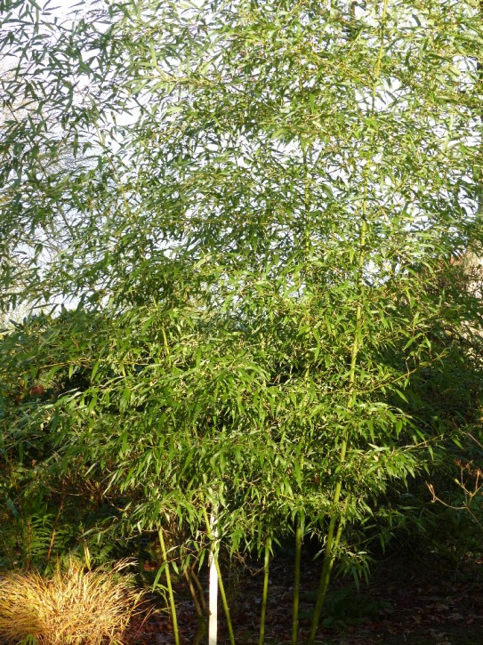 Phyllostachys fimbriligula C5, 0,5 m hoch