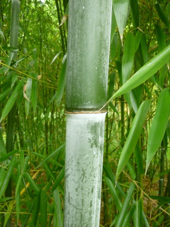 Phyllostachys primotina C3 0,5 m hoch