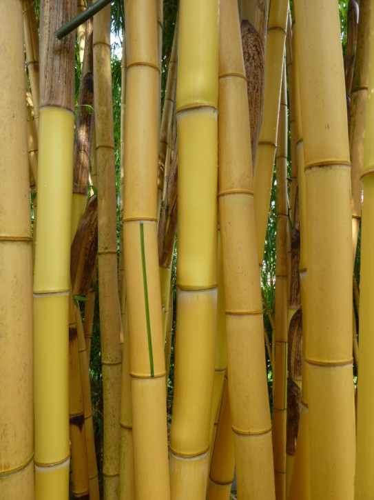 Phyllostachys vivax 'Aureocaulis' C5, 1m hoch