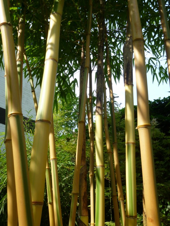 Phyllostachys vivax 'Huangwenzhu inversa' C5, 0,4-0,6 m hoch