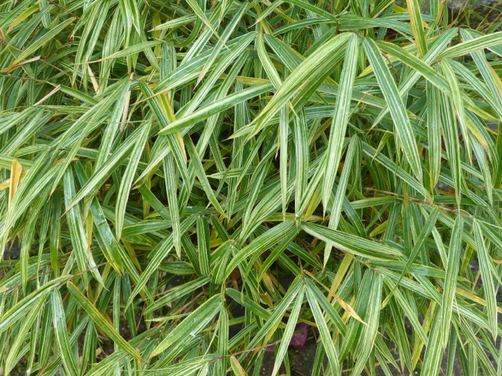 Pleioblastus chino 'Variegata' C2,5, 0,2 m hoch