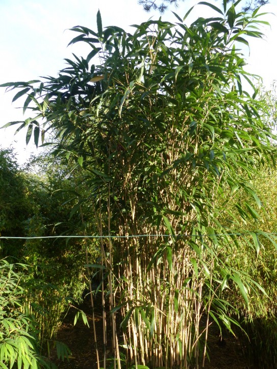 Pseudosasa japonica C10, 1,5-2 m hoch