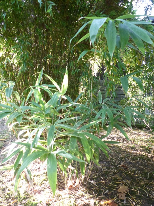 Sasa kurilensis 'Shimofuri' C5