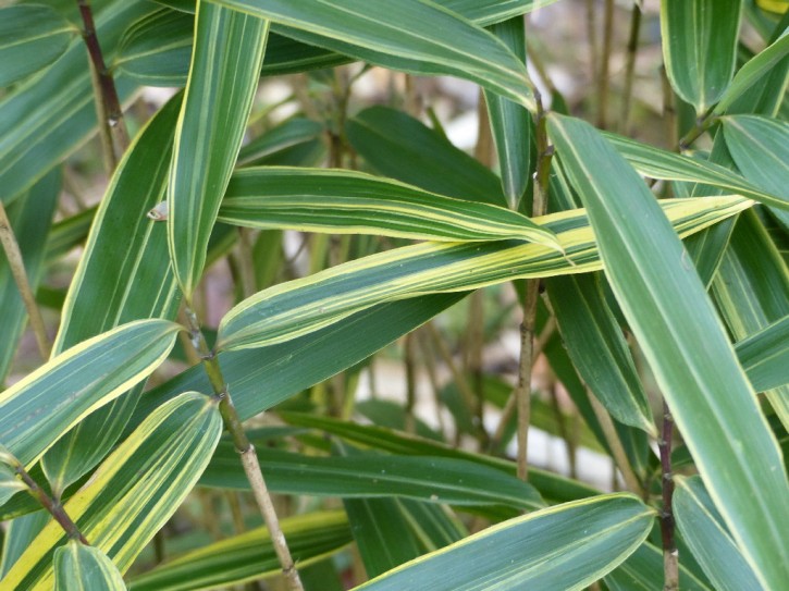 Sasaella masamuneana 'Albostriata' C2,5 , 0,2 m hoch