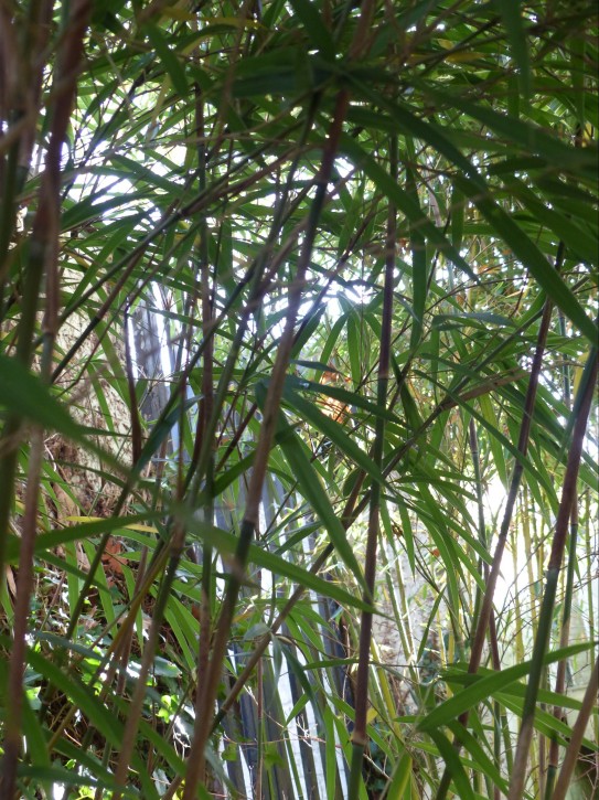 Yushania angustifolia C5, 1m hoch