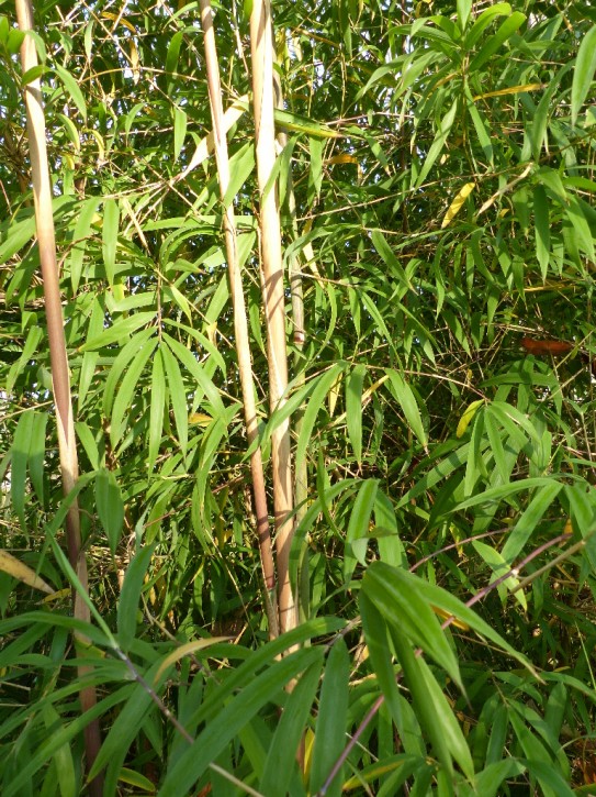 Yushania boliana C5