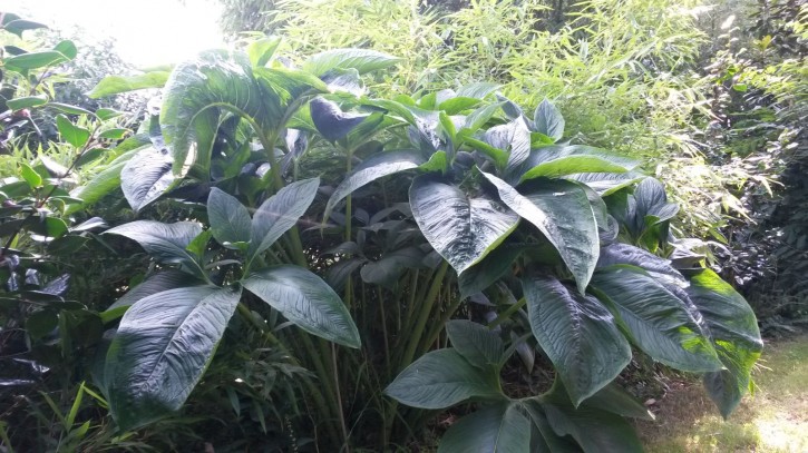 Typhonium nubicum KN Typhonium nubicum KN