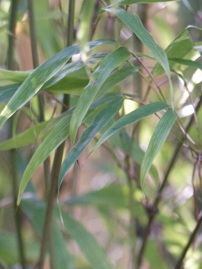 Chimonobambusa tumidissinoda 'Kern' C10, 1,2 m hoch