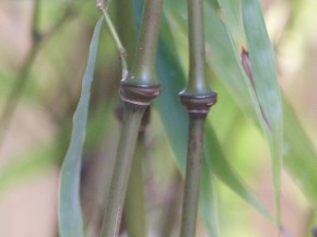 Chimonobambusa tumidissinoda 'Kern' C10, 1,2 m hoch