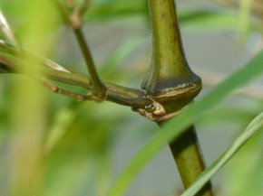 Chimonobambusa tumidissinoda 'Weiss' C7,5, 0,8 m hoch