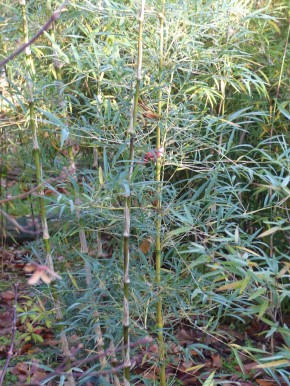 Chusquea gigantea C15, 2 m hoch