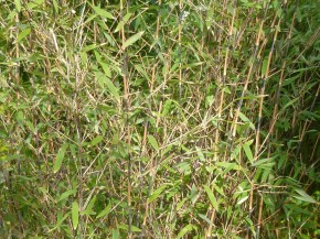 Fargesia murieliae 'Viking' C12-C15, 1,75m hoch