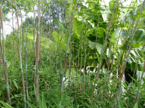 Fargesia murieliae 'GreenPrince' C10, 1,75 m hoch