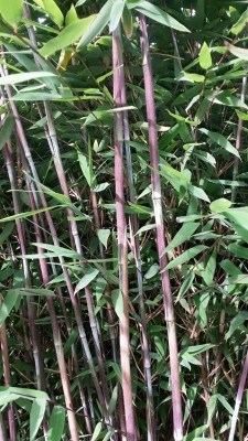 Fargesia nitida 'Bokrijk 1' C5, 1m hoch