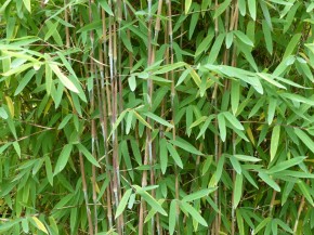 Fargesia nitida 'Bokrijk 2' C5, 1,00 m hoch