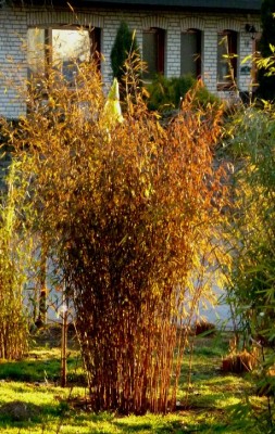 Fargesia nitida 'Carwinion' C7,5, 1,5 m hoch