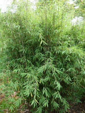 Fargesia nitida 'Carwinion' C7,5, 1,5 m hoch