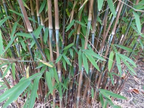 Fargesia nitida 'Carwinion' C7,5, 1,5 m hoch