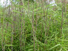Fargesia nitida 'Gansu 95 A' C5, 1,2 m hoch