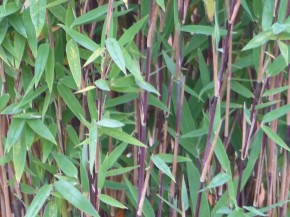 Fargesia nitida 'Gansu 95 B' C5, 1 m hoch