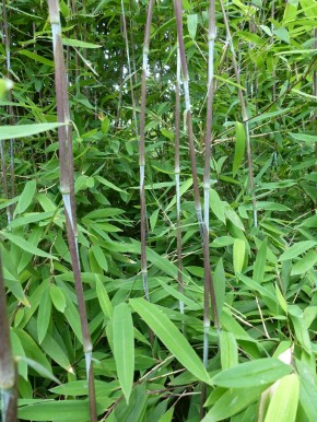 Fargesia nitida 'Pillar' C10, 1,5 m hoch