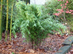 Fargesia nitida 'Shadowlight' C5, 0,8 m hoch