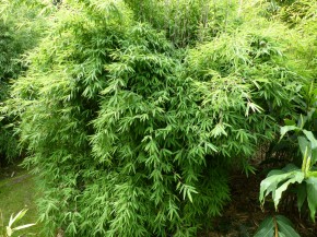 Fargesia nitida 'Volcano' C5, 1 m hoch