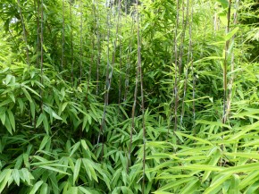 Fargesia nitida 'Volcano' C5, 1 m hoch