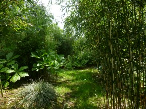 Fargesia robusta 'Campbell' C12-C15, 1,6 m hoch