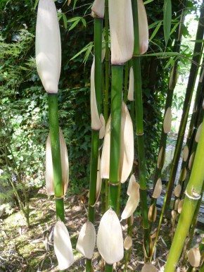 Fargesia robusta 'Pingwu' C10, 1,2 m hoch