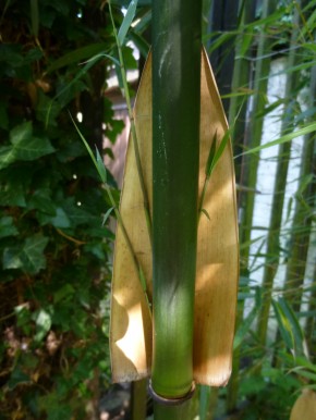 Fargesia robusta 'Pingwu' C10, 1,2 m hoch