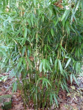 Fargesia robusta 'Red Sheath' C20-C30, 2,5 m hoch