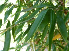 Fargesia robusta 'Robusta' C5, 1,2 m hoch