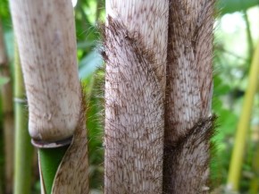 Fargesia robusta 'Wolong' C12-C15, 1,8 m hoch