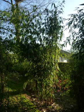 Fargesia robusta 'Wolong' C12-C15, 1,8 m hoch
