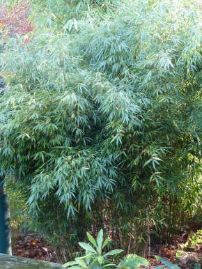 Fargesia rufa 'Marktheidenfeld' C12-C15, 1,8 m hoch